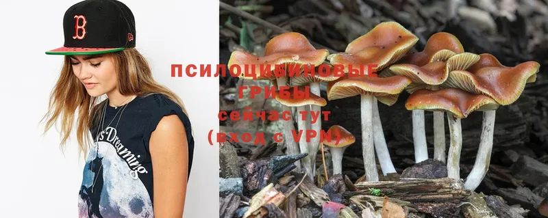 Галлюциногенные грибы Psilocybe  Кингисепп 