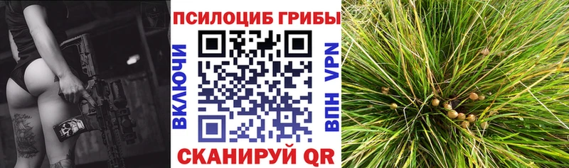 Галлюциногенные грибы Psilocybine cubensis  Кингисепп 